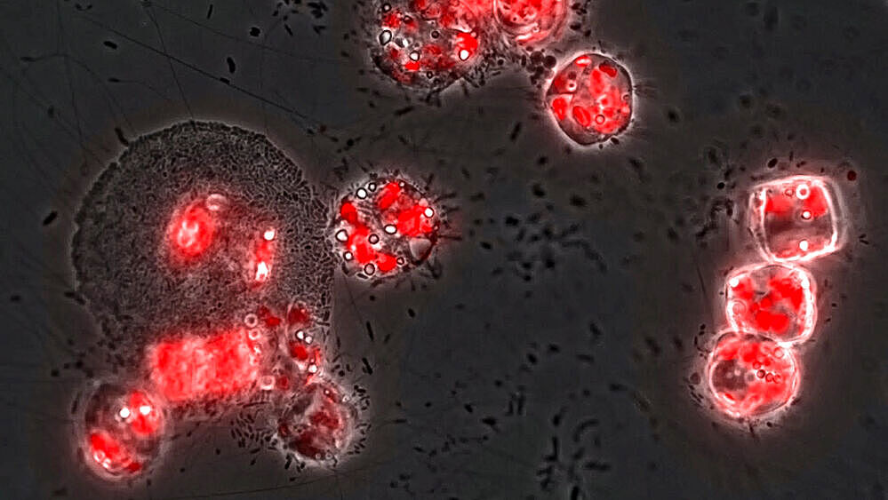 Bakteriengemeinschaften attackieren Laminarin-produzierende marine Mikroalgen (Floureszenzmikroskopische Aufnahme, das Chlorophyl der Mikroalgen erscheint rot).