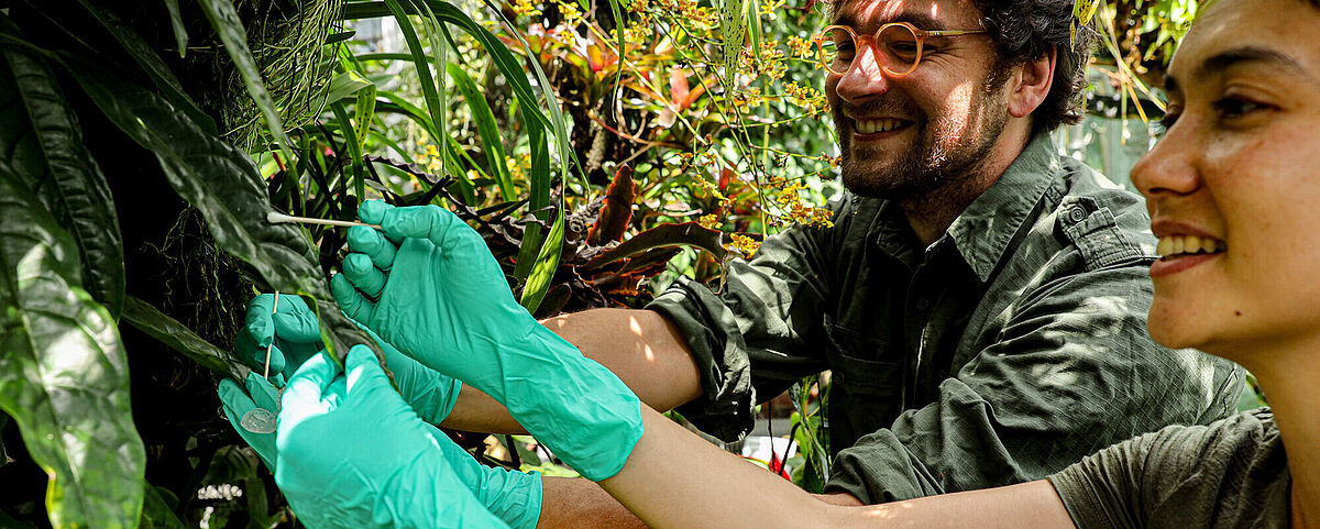 Dr. Jan Gogarten und Dr. Christina Lynggaard sammeln DNA von Blättern.