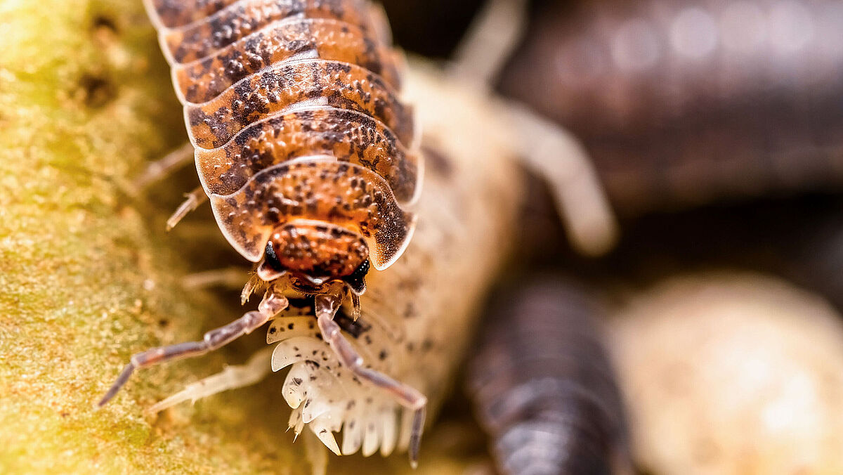 Das Foto zeigt die gewöhnliche Kellerassel (Porcellio scaber).