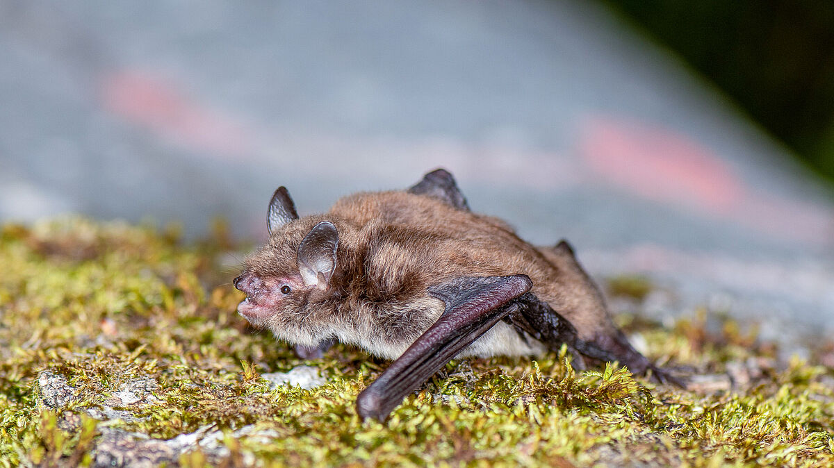 Wasserfledermaus (<i>Myotis daubentonii</i>) Symbolbild von einer Wasserfledermaus.