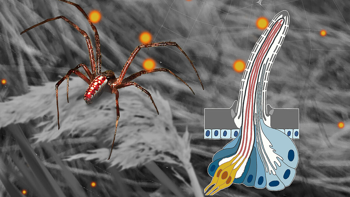 Illustration of the study’s results: a male of Argiope bruennichi approaches a female that signals its receptivity through the emission of a sex pheromone (2R,3S)-trimethyl methylcitrate (TMMC). Sex pheromone molecules are indicated by the bright spots. 