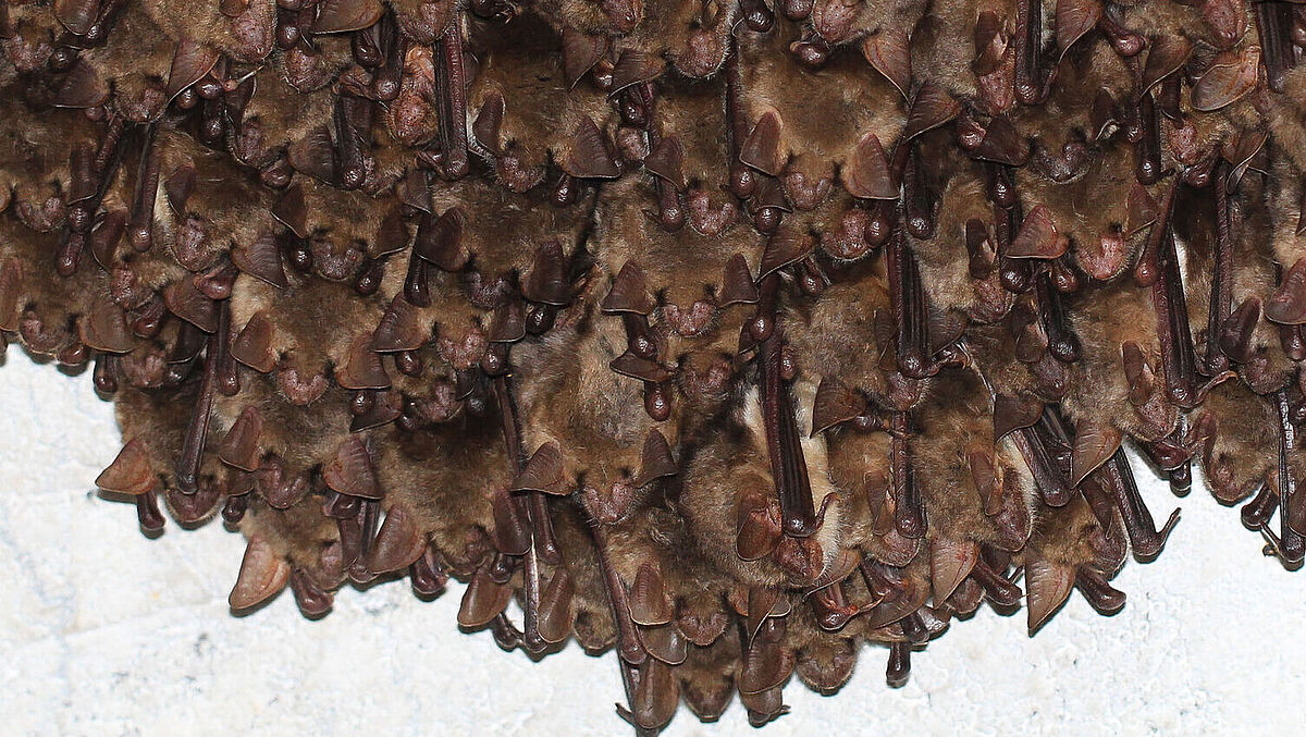 Myotis myotis / Fledermäuse in Nietoperek, Polen, einem der größten und ökologisch bedeutendsten Fledermaus-Winterquartieren Europas.