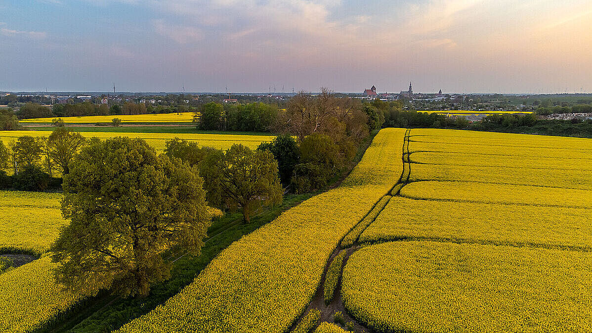 Field of oilseed rape near Greifswald A bright yellow rapeseed field photographed from above, with a soft sunset and trees.