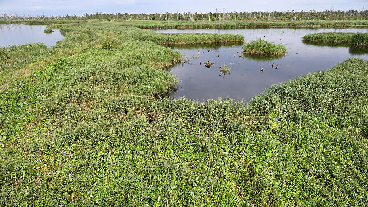 Wiedervernässtes Moor im Anklamer Stadtbruch