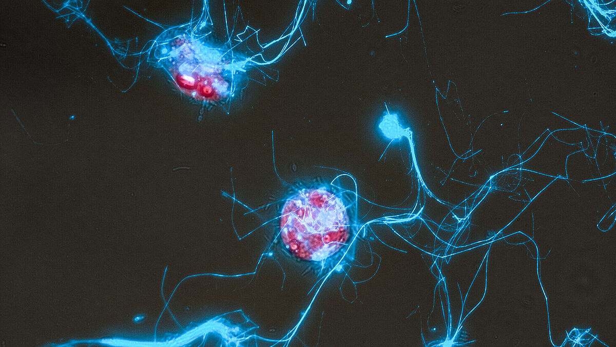 Auf dem Bild sind die Die Kieselalge Conticribra weissflogii (rot) und die von ihr ausgeschiedenen Zuckerpolymerstrukturen (blau) unter dem Mikroskop zu sehen.
