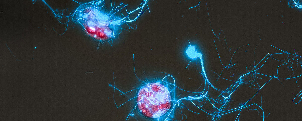 Auf dem Bild sind die Die Kieselalge Conticribra weissflogii (rot) und die von ihr ausgeschiedenen Zuckerpolymerstrukturen (blau) unter dem Mikroskop zu sehen.