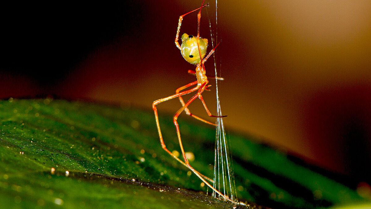Ballista-Spinne beim Bau der Falle Eine Spinne krabbelt an einem Faden runter, im Hintergrund ist es grünes Blatt zu sehen.